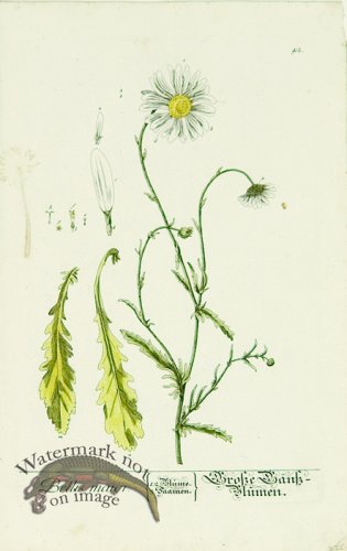 Blackwell German 065