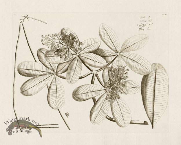 (image for) HORTUS VOL 01 45