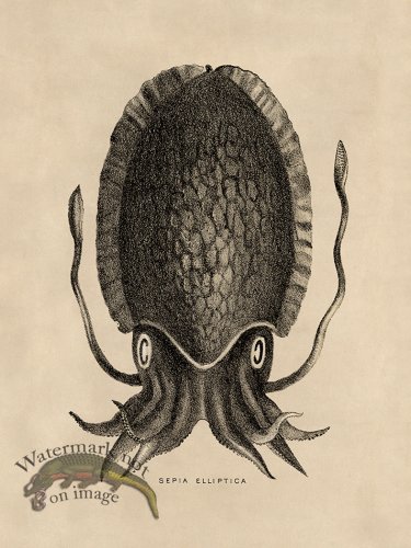 (image for) Octopus Tan 12