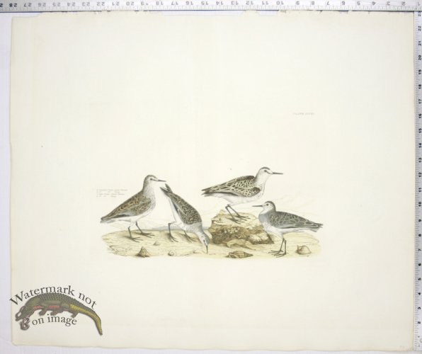 (image for) Temminck\'s Tringa; Little Tringa