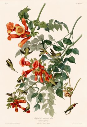 047 Ruby throated Hummingbird