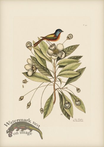 (image for) 044 Painted Finch