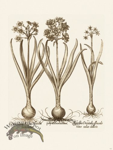 (image for) Besler 063 B1