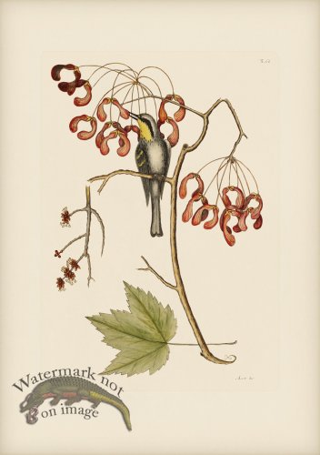 062 Yellow Throated Creeper