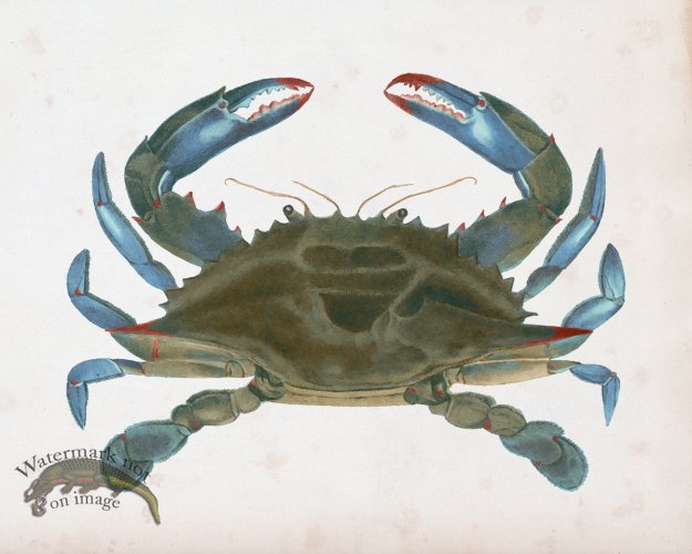 (image for) Blue Crab