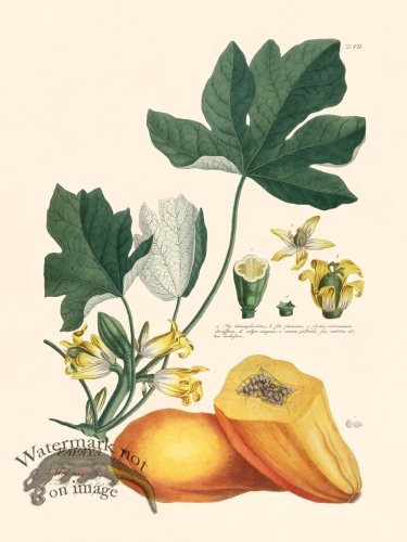 (image for) Trew Botanical 07