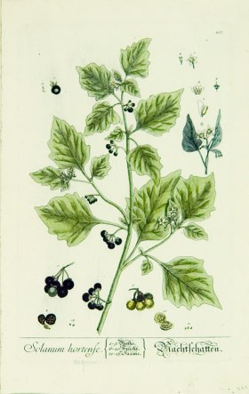 Blackwell German 079