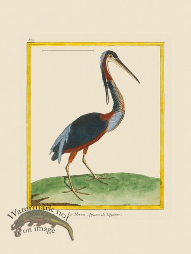 (image for) Martinet Bird 859