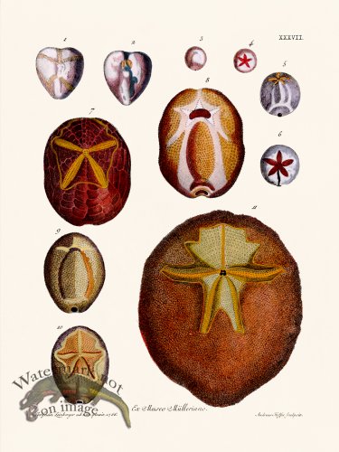 (image for) Knorr Sealife 37