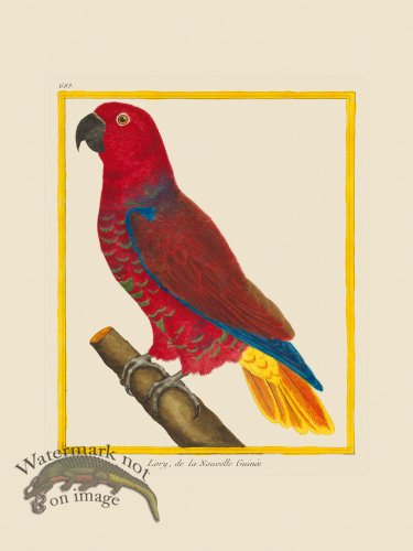 (image for) Martinet Bird 683