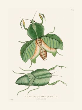 095 Mantis Broad-Breasted