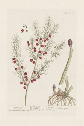 BEE 322 The Female Hemp