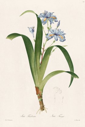 Les Liliacees Redoute 152