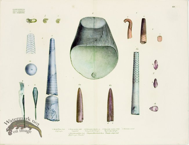 (image for) Goldfuss Sealife Study pl 438