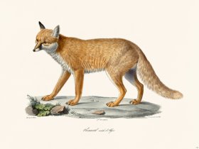 Cuvier 172 Male Fox, Algerl