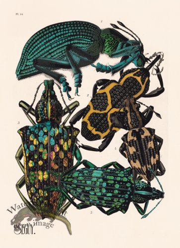 (image for) Seguy Bug 14