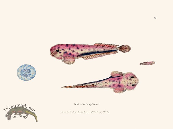 (image for) 085 Diminutive Lump Sucker