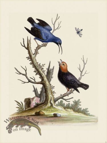 (image for) Edwards 021 Blue Creeper