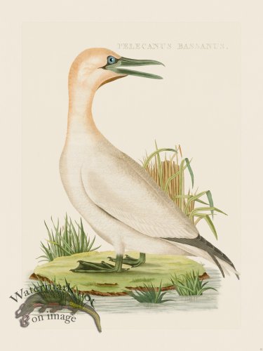 (image for) Nozeman Bird 012