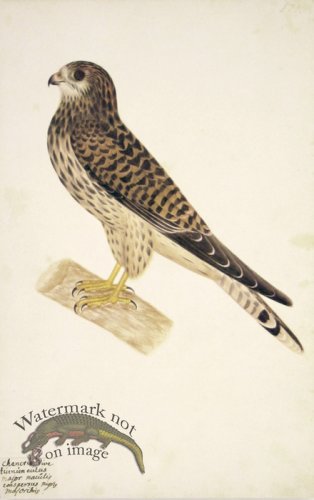 (image for) 177 Swedish Birds . Falcon