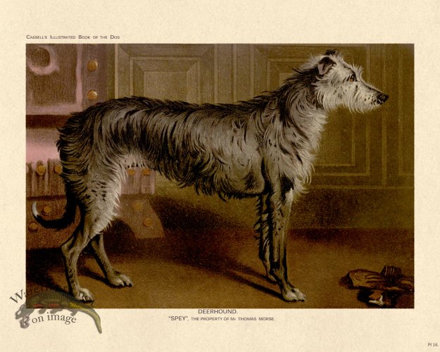 (image for) Cassell Dog 16