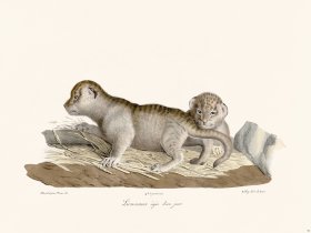 Cuvier 094 Lion Cubs A Day Old