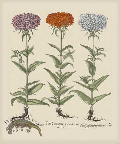 (image for) Besler 254 Colored B2