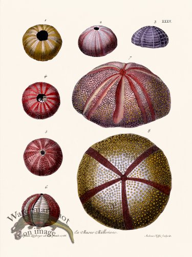 (image for) Knorr Sealife 35