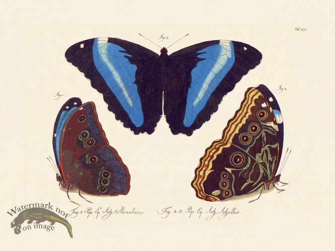 Jablonsky Butterfly 025