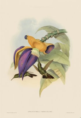 Gould Hummingbird 054