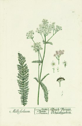 Blackwell German 257