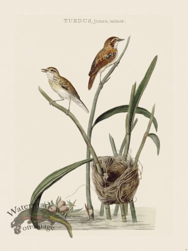 (image for) Nozeman Bird 178