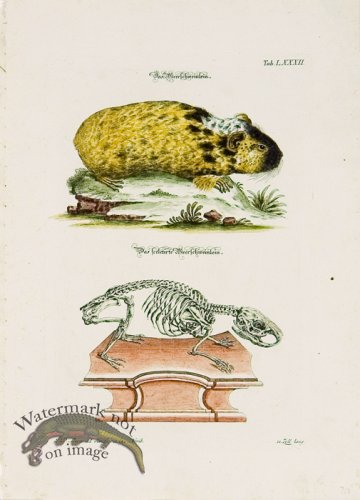 (image for) Meyer Animal 09