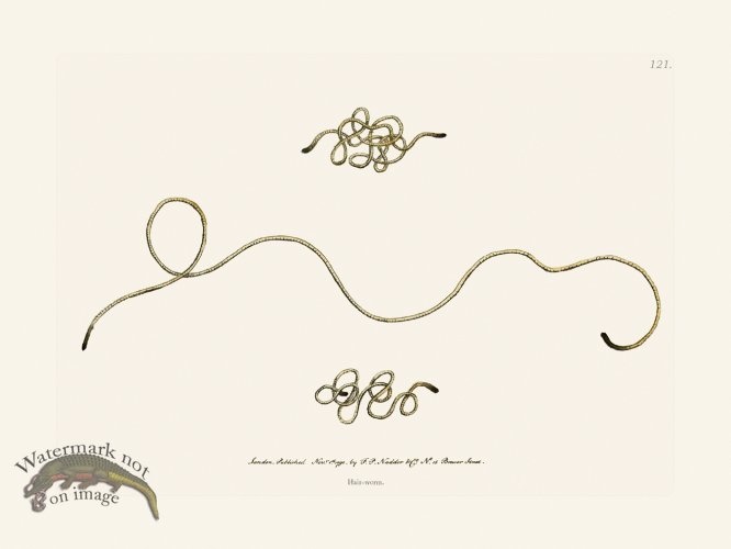 (image for) 121 Hair-Worm