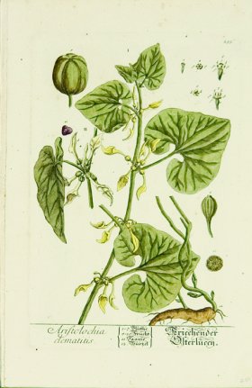 Blackwell German 129