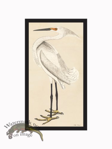 (image for) Rudbeck CFA_BF 249 Little Egret