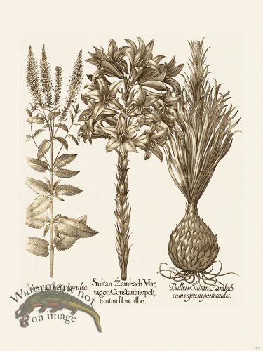 (image for) Besler 089 B1