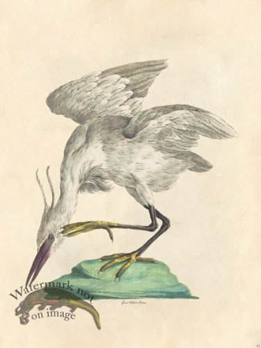 (image for) Great White Heron - Tribute Bd 61 M