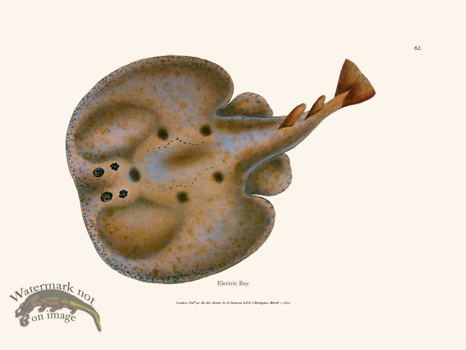 (image for) 062 Electric Ray