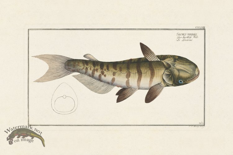 (image for) BLOCH FISH 363