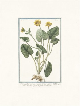 Bonelli 437 Yellow butter-cups