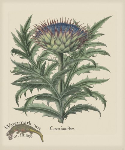 (image for) Besler 279 Colored B2