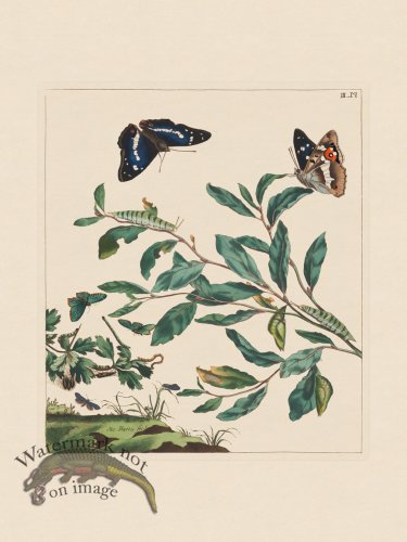 (image for) Moses Harris Insects 03