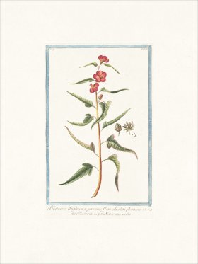 Bonelli 155 Moth mullein