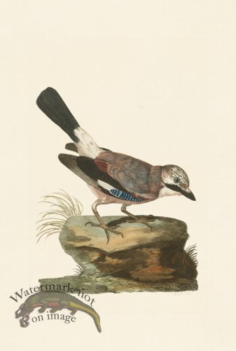 (image for) Pennant Zoology 097