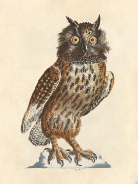 Eagle Owl - Tribute Bd 66 M