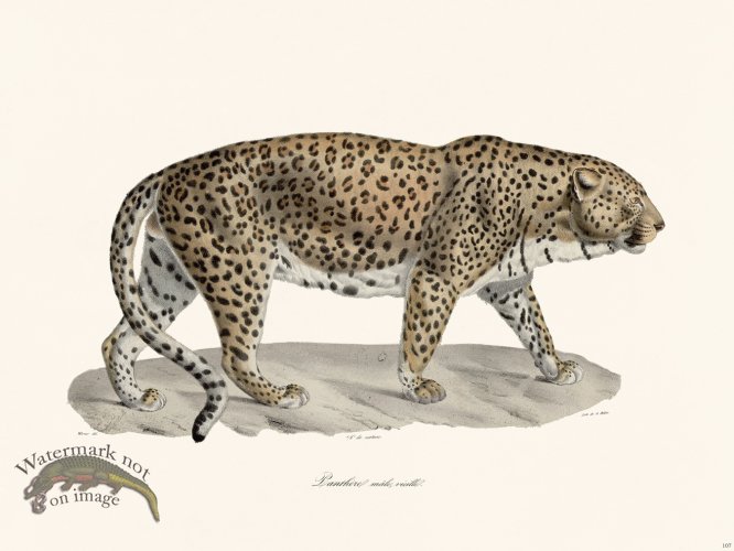 (image for) Cuvier 107 Panther Old Male