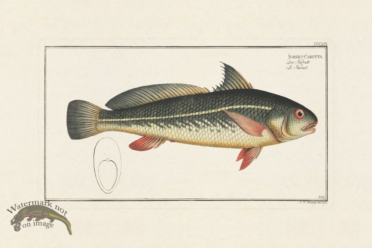 (image for) BLOCH FISH 356