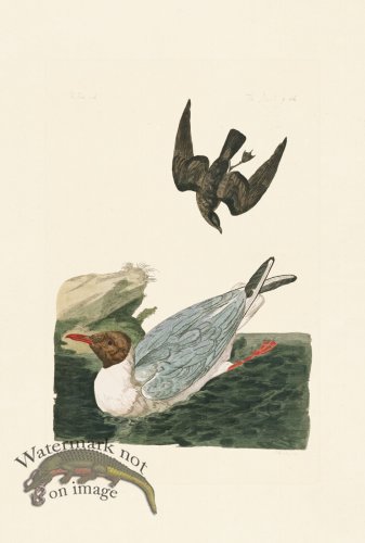 (image for) Pennant Zoology 064