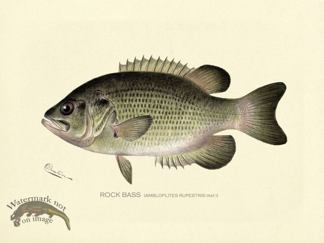 (image for) Bass_Rock